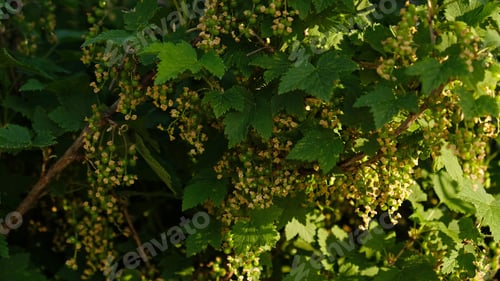 Preview: Blooming and green ovary of berries currants, several flowers on branch.