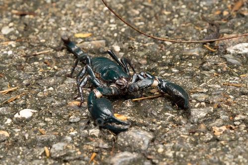 Preview: A black scorpion on ground