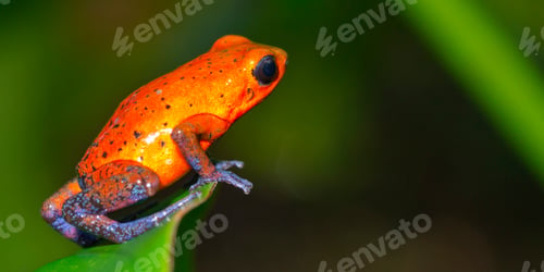 Preview: Dart Poison Frog, Costa Rica