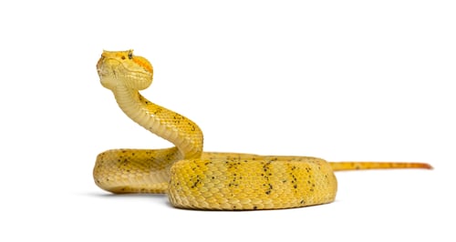 Preview: The eyelash viper, is a venomous pit viper looking at camera against white background