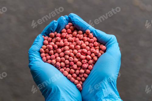 Preview: Close-up of a handful in the hands in the form of a heart etched soybean seeds