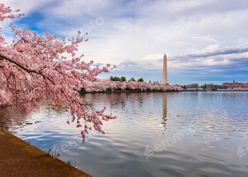 Preview: Washington DC, USA at the Tidal Basin with Washington Monument During Spring