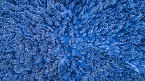 Preview: fir forest in winter