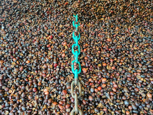 Preview: The green iron chain is in a pile of kernal seeds in a truck