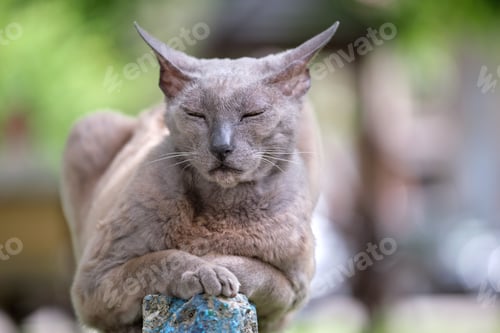 Preview: Big gray angry looking Sphinx breed stray cat resting on steet outdoors in summer