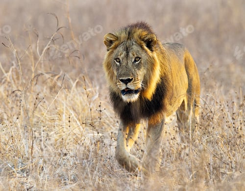 Preview: A Beautiful Wildlife photography pictures
