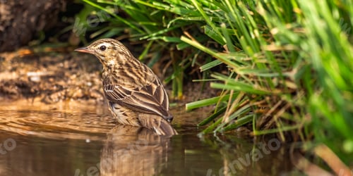 Preview: Meadow Pipit, Spain