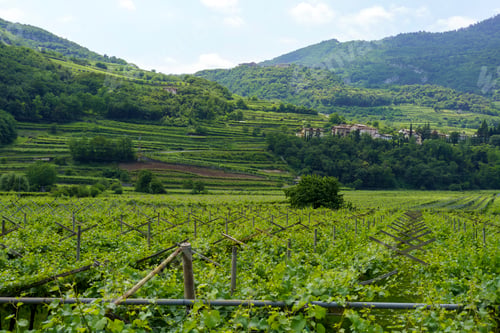 Preview: Vineyards and apple orchards along the cycleway from Torbole to Rovereto