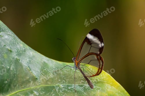 Preview: Butterfly on a green leaf, transparent wings, nature zoomed, depth of field, beauty in nature