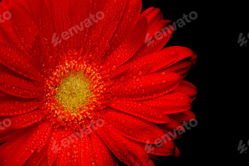 Preview: red gerbera