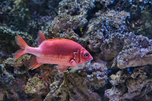 Preview: Vibrant red fish squirrelfish swimming alongside textured coral formations in clear aquarium.