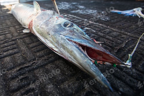 Preview: Live Ono Fish being reeled in from Hawaiian Ocean