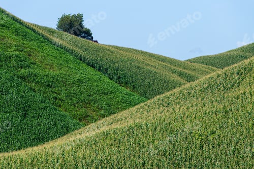Preview: Corn farm on hill with blue sky and sunset background