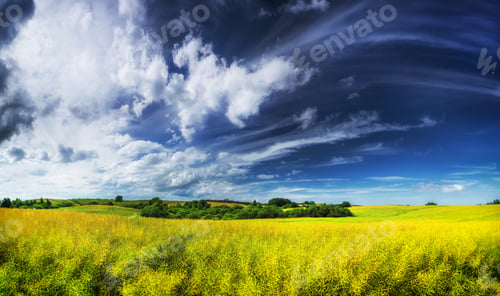 Preview: Field of rapeseed.