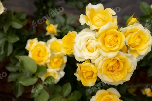 Preview: Roses flowers bloom in summer in the garden roses. Beautiful roses flowers close up.