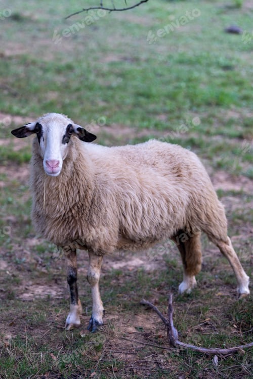 Preview: Sheep in a lush green field, surrounded by trees