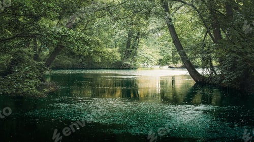 Preview: Woodland with trees flanking water on either side.