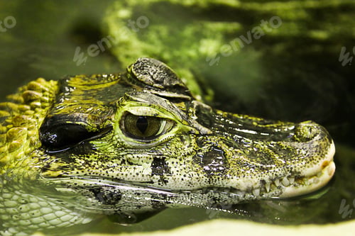 Preview: caiman, small crocodile, cub