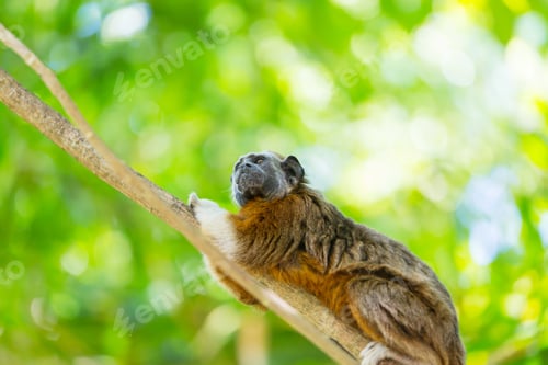 Preview: Tamarin