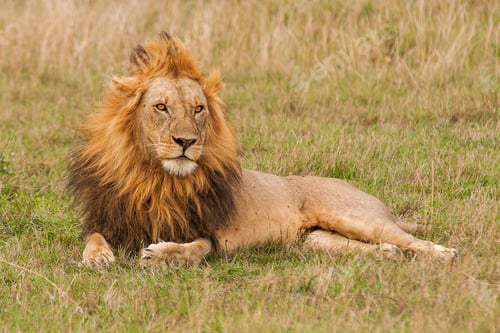 Preview: Shallow focus shot of a male lion resting on the grass field with a blurred background