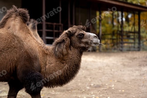 Preview: Bactrian Camel In Image