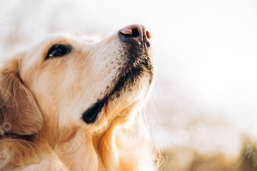 Preview: Golden retriever dog sniffing and enjoying sunlight outdoors