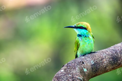Preview: Juvenile green bee-eater or Merops orientalis