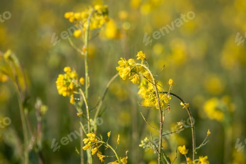 Preview: Country side farming.