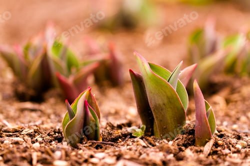 Preview: Tulips