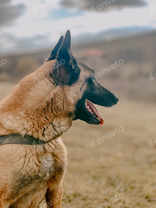 Preview: Vertical shot of an Anatolian Shepherd with a collar