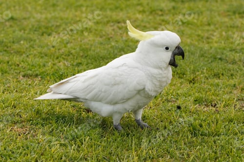 Preview: bird, cockatoo, pet, parrotsss