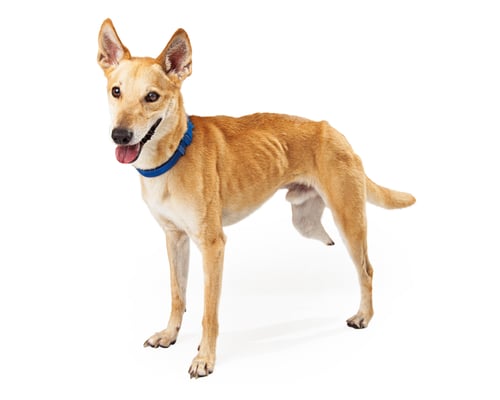 Preview: Happy Mixed Breed Three-Legged Dog