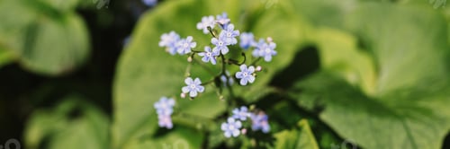 Preview: forget-me-not (myosotis sylvatica) flowers. first bright blue blooming little wildflowers in full bl