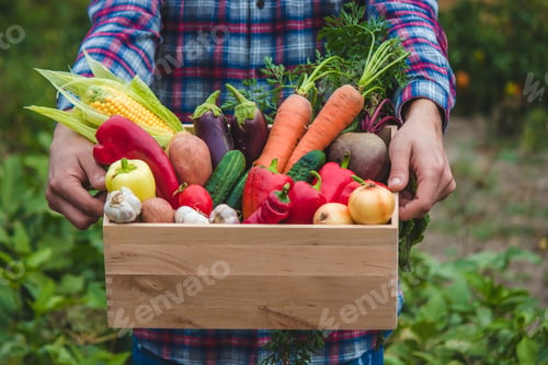 Preview: male farmer holding a box with fresh vegetables. Selective focus.