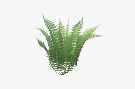 Preview: Lush Green Fern Cluster