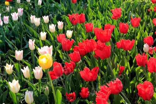 Preview: Beautiful bright colorful tulips