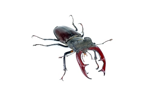 Preview: Male stag beetle isolated on white background