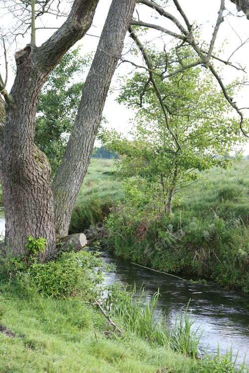 Preview: Green grass and trees growing alongside river in countryside