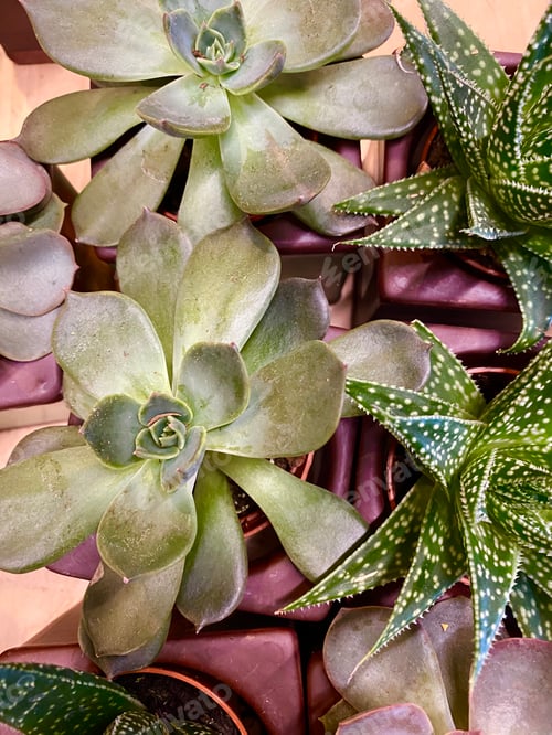 Preview: Succulent garden