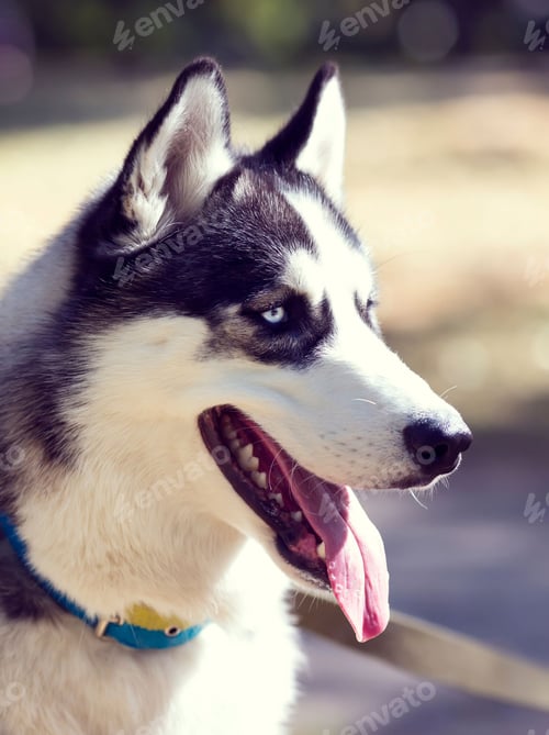 Vista previa: perro, husky siberiano, mascotas, perros, desierto