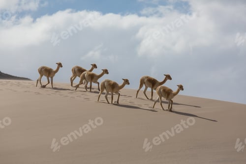 Preview: Vicuna