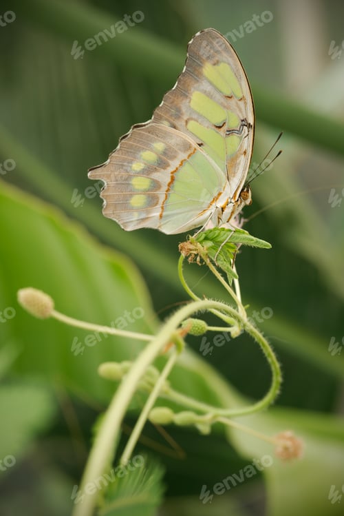 Preview: Colorful Tropical butterflies perched on twigs and leaves