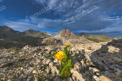 Preview: Flowers sprouting among the mountain rock