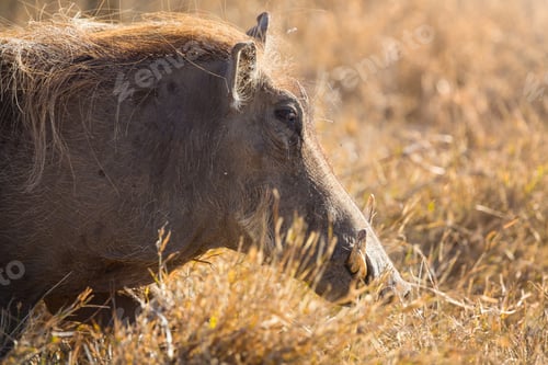 Preview: Wart hog walk in sunset