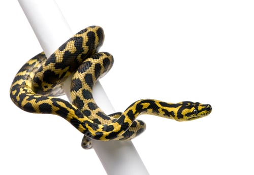 Preview: Morelia spilota variegata python, 1 year old, on pole in front of white background