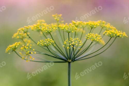 Preview: Close-up isolated fragrant dill umbrella lit by morning sun blooming on high stem on blurred foggy