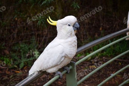 Preview: Sulphur crested Cockatoo on a fence.