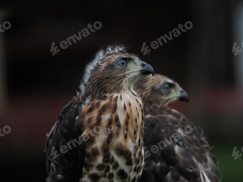 Preview: two birds