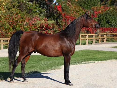 Preview: arabian, horse, mare, stallion, riding