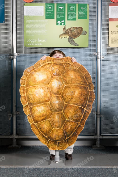 Preview: Boy standing behind loggerhead sea turtle shell